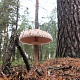 Я вышел ростом и лицом. Фото: Е.В.Софронов